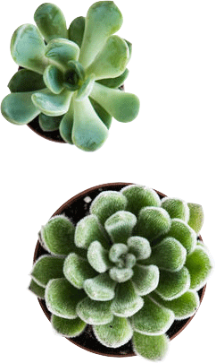 2 pots de plantes grases